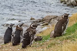 Feathers Prints: Magellanic penguins molting on the shore in Gypsey Cove of East Island in the Falkland Islands during early spring
