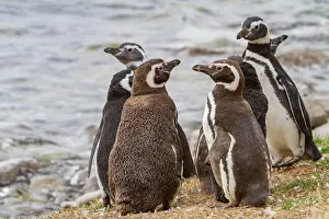 Colony Prints: Magellanic penguins molting by the water in Gypsey Cove