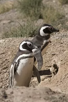 Images Dated 7th March 2009: Magellanic penguins, Punta Cantor, Valdes Peninsula, Patagonia, Argentina, South America
