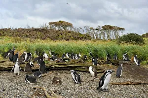 Gather Prints: Magellanic Penguins (Spheniscus magellanicus)