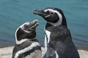 Images Dated 19th December 2008: Magellanic penguins (Spheniscus magellanicus), Peninsula Valdez, UNESCO World Heritage Site