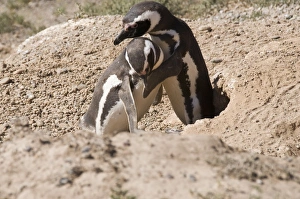 Two Birds Prints: Magellanic penguins, Valdes Peninsula, Patagonia, Argentina, South America