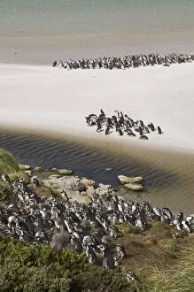 Magellanic penguins, Yorke Bay, Port Stanley, Falkland Islands, South America