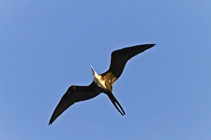 Wing Span Prints: Magnificent frigatebird (Fregata magnificens)