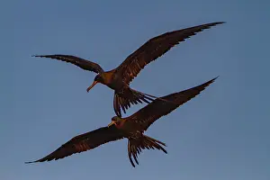 Seabird Prints: Two magnificent frigatebirds in flight over the sky in Baja California Sur