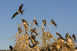 Flock Of Birds Prints: Magnificent frigatebirds (Fregata magnificens), San Gabriel Bay, Espiritu Santo Island