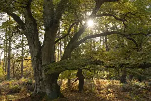 Magnificent mature pollarded beech tree in Bolderwood on a sunny autumnal afternoon