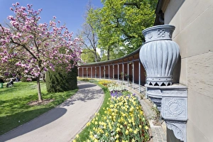 Stuttgart Prints: Magnolia blossom in spring, Moorish Garden