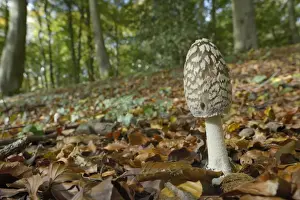 National Nature Reserve Prints: Magpie Inkcap (Coprinopsis) (Coprinus picacea) in beech woodland, Buckholt Wood National