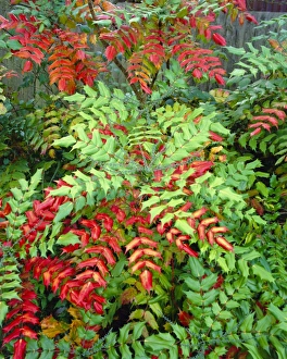 Autumnal Leaves Prints: Mahonia Japonica, Autumn foliage