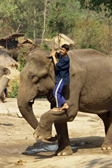 Mahoot Prints: Mahout climbing onto elephant