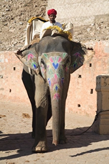 Turban Prints: Mahout and elephant, Amber Fort Palace, Jaipur, Rajasthan, India, Asia