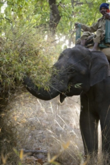 Mahout and Indian elephant (Elephus maximus) eating
