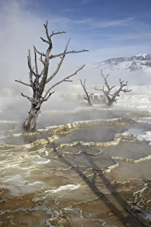 Main Terrace Prints: Main Terrace Hot Spring in winter, Yellowstone National Park, UNESCO World Heritage Site
