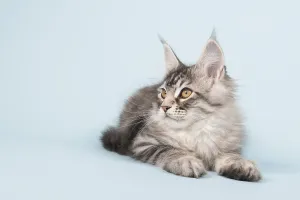 Young Animals Prints: Maine coon kitten laying in studio on blue background