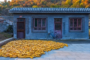 Maize (corn) drying, Gubeikou, Miyun County, Beijing Municipality, China, Asia