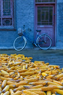 Bike Prints: Maize (corn) drying, Gubeikou, Miyun County, Beijing Municipality, China, Asia