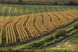 Maize fields near Geaune, Landes, Aquitaine, France, Europe