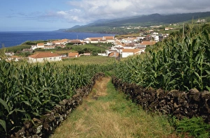 Maize fields at Ribeira do Meio, Pico, Azores, Portugal, Atlantic, Europe