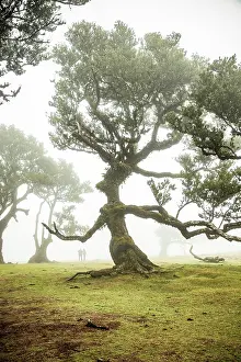 Stillness Prints: Majestic ancient trees in Fanal Laurel Forest on a foggy day in Madeira