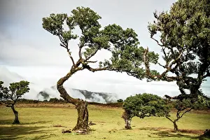 Madeira Prints: Majestic ancient trees in Fanal laurel forest of Madeira near Ribeira da Janela with dense green foliage