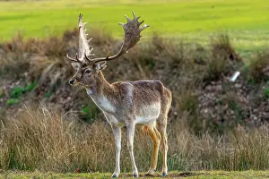 Blurry Prints: Majestic fallow deer with large antlers standing in a grassy field