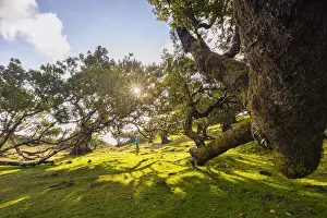 Fanal Forest Prints: The majestic Fanal Forest on a spring day with a laurisilva trees and a person at sunset