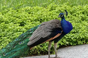 Majestic peacock displaying vibrant blue and green plumage, with a blurred green background at Kew Gardens, London, England, United Kingdom, Europe