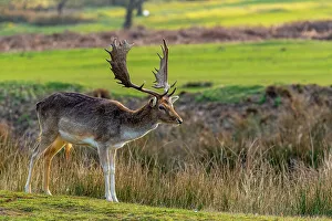 Antlers Prints: Majestic stag with large antlers standing in a sunlit field