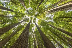 Large Prints: Majestic view looking up at towering redwood trees with lush green leaves stretching towards the sky