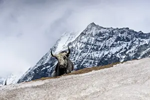 Trek Prints: Majestic yak standing proudly on snow-covered ridge beneath towering peaks in Langtang Valley near Kyanjin Gompa