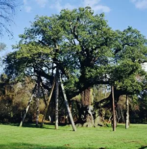 Images Dated 28th July 2008: The Major Oak (Robin Hood Tree), Sherwood Forest, Nottinghamshire, England