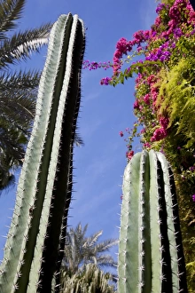 Majorelle Gardens, Marrakesh, Morocco, North Africa, Africa