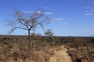 Mala Mala Game Reserve