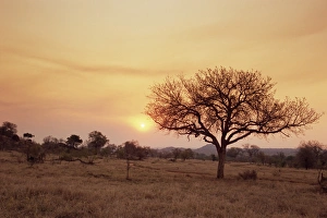 Mala Mala Game Reserve