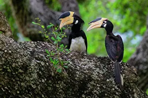 Beak Prints: Malabar Pied-Hornbill couple resting on a branch in a forest of Sri Lanka