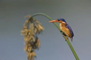Gentle Prints: Malachite kingfisher