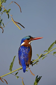 Malachite kingfisher (Alcedo cristata), Kruger National Park, South Africa, Africa