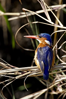 Images Dated 10th October 2007: Malachite Kingfisher (Alcedo cristata), Masai Mara National Reserve, Kenya