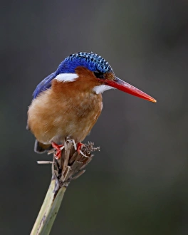 Images Dated 4th October 2007: Malachite kingfisher (Alcedo cristata), Masai Mara National Reserve, Kenya
