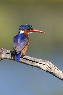 Malachite kingfisher (Alcedo cristata), Intaka Island, Cape Town, South Africa, Africa