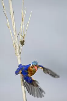 One Bird Collection: Malachite kingfisher (Alcedo cristata) taking off