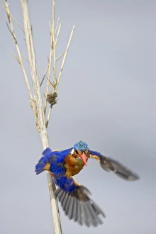 Flight Prints: Malachite kingfisher (Alcedo cristata) taking off