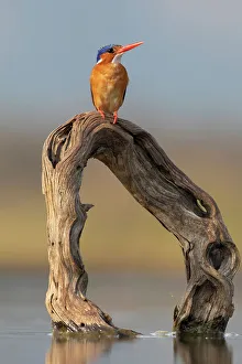Watering Hole Prints: Malachite kingfisher (Corythornis cristatus)