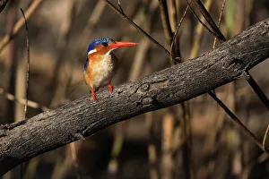 Bark Prints: Malachite kingfisher (Corythornis cristatus), Chobe National Park, Botswana, Africa