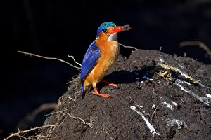Kingfisher Prints: Malachite kingfisher, (Corythornis cristatus)