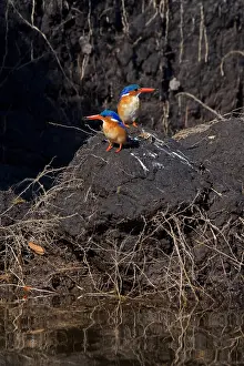 Avifauna Prints: Malachite kingfisher pair, (Corythornis cristatus)