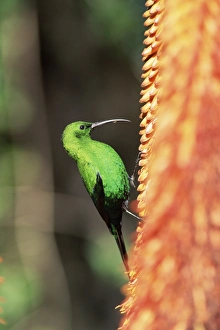 Roosting Prints: Malachite sunbird (Nectarinia famosa)