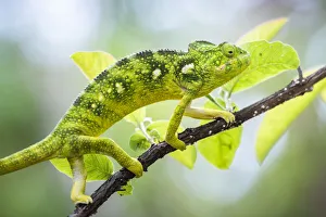 Reptilia Prints: Malagasy Giant Chameleon (Furcifer oustaleti)