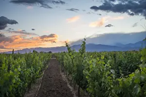 Andes Prints: Malbec vineyards at the foot of the Andes in the Uco Valley near Mendoza, Argentina